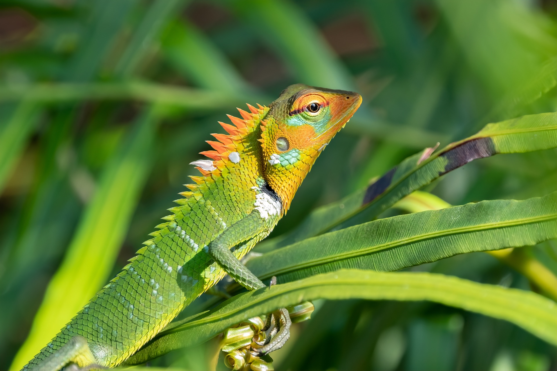 Common Green Forest Lizard (Calotes calotes) By Guy Bryant